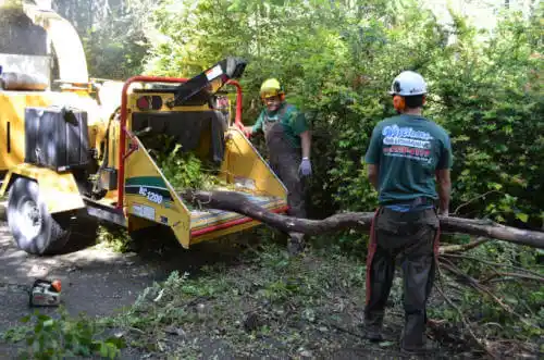 tree services Encinitas